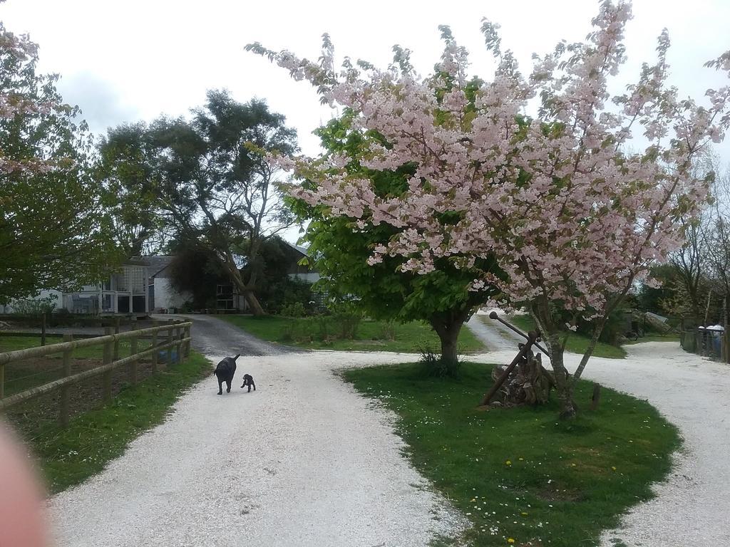 ניו קוואי The Swallows Guest House מראה חיצוני תמונה